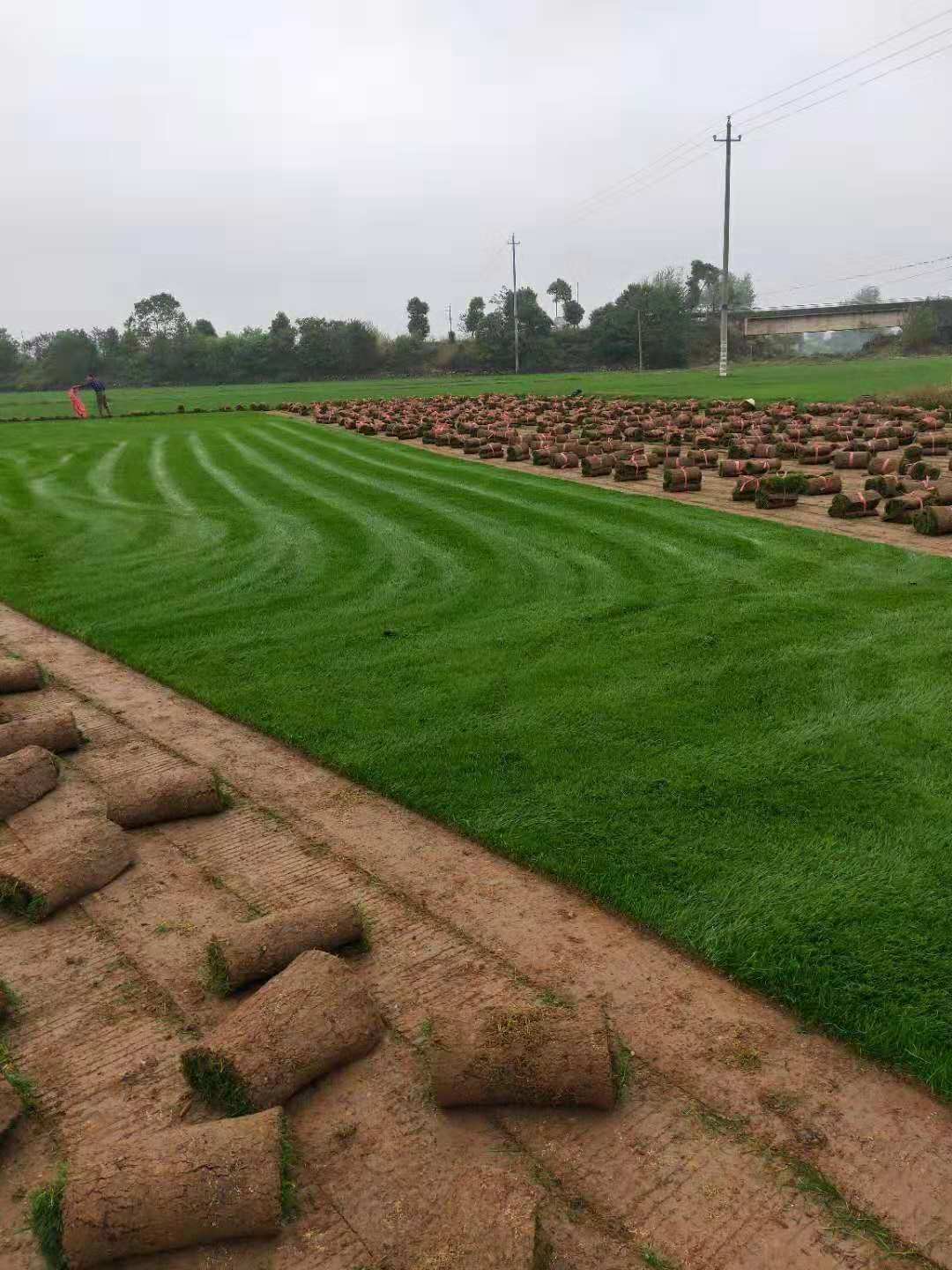 草皮圖片/草皮樣板圖 (3)