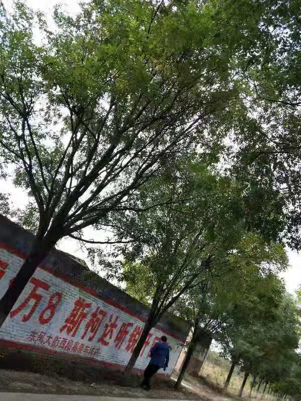 叢生國槐圖片/叢生國槐樣板圖 (2)
