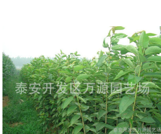 西梅苗圖片