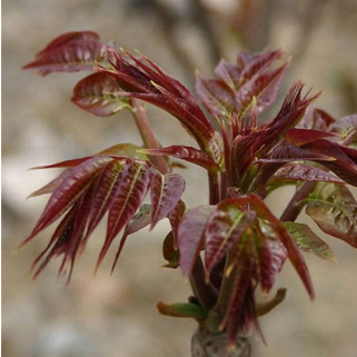 果苗 山东红苹果树苗种植基地批发价格图片