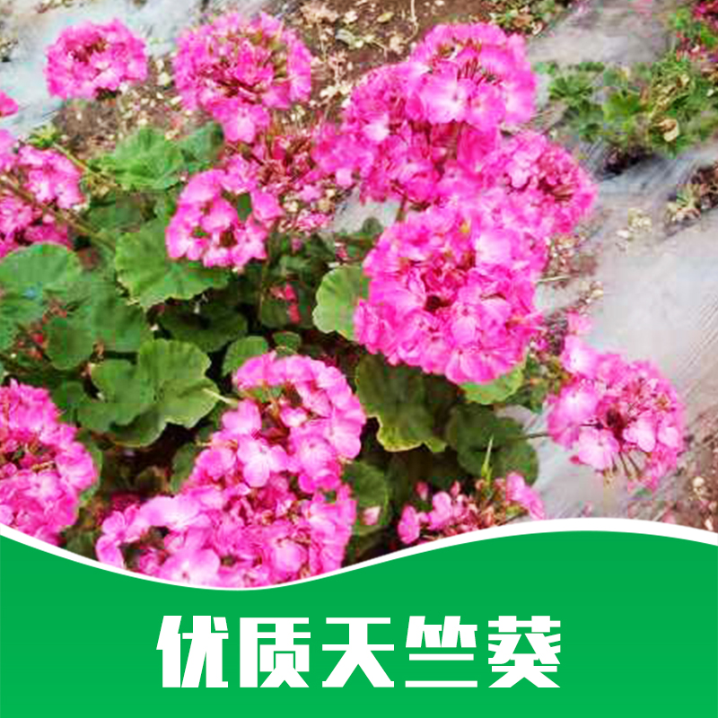 天竺葵圖片/天竺葵樣板圖 (1)