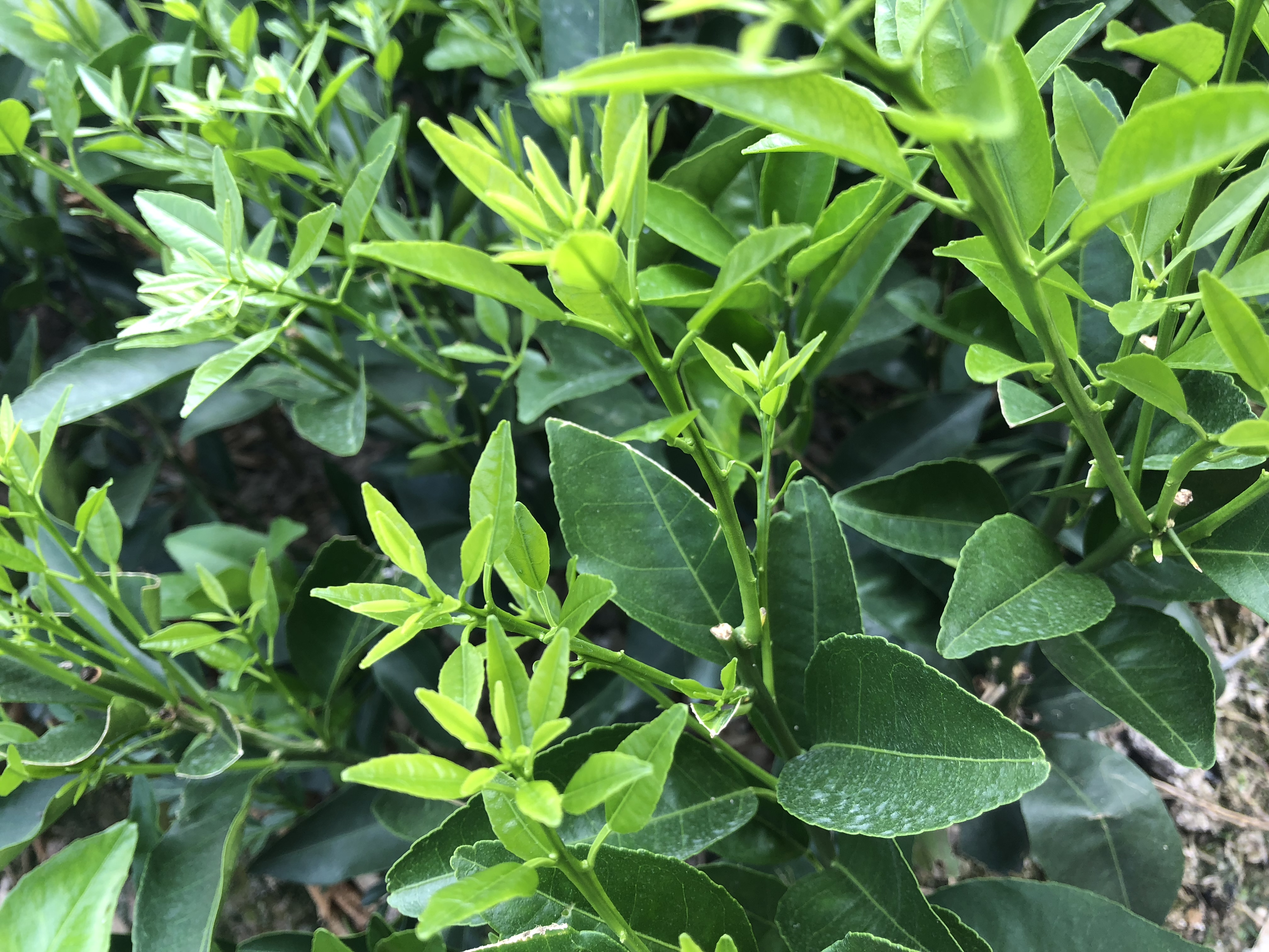 沃柑圖片/沃柑樣板圖 (1)