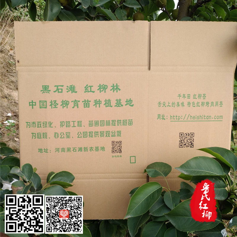 檉柳圖片/檉柳樣板圖 (3)