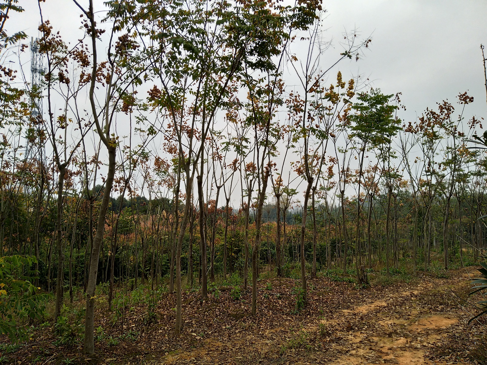 欒樹圖片/欒樹樣板圖 (1)