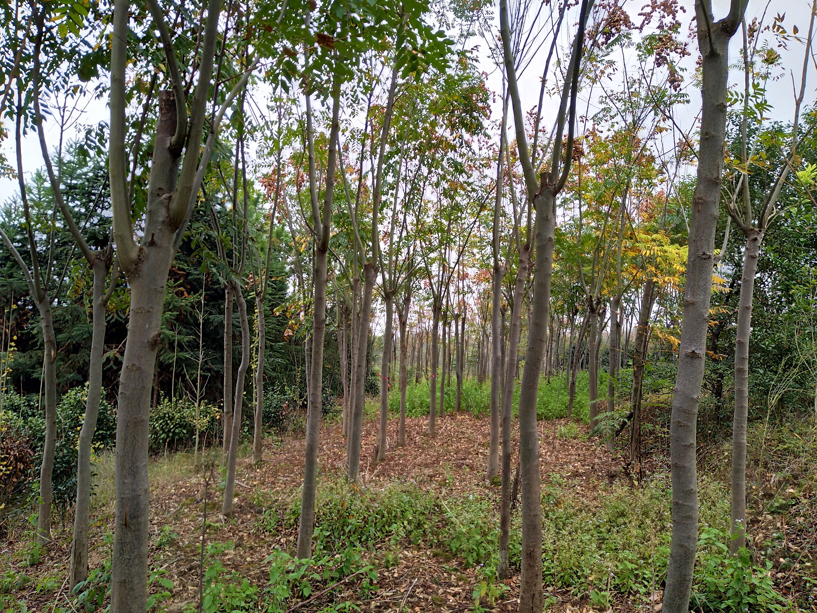 欒樹圖片/欒樹樣板圖 (2)