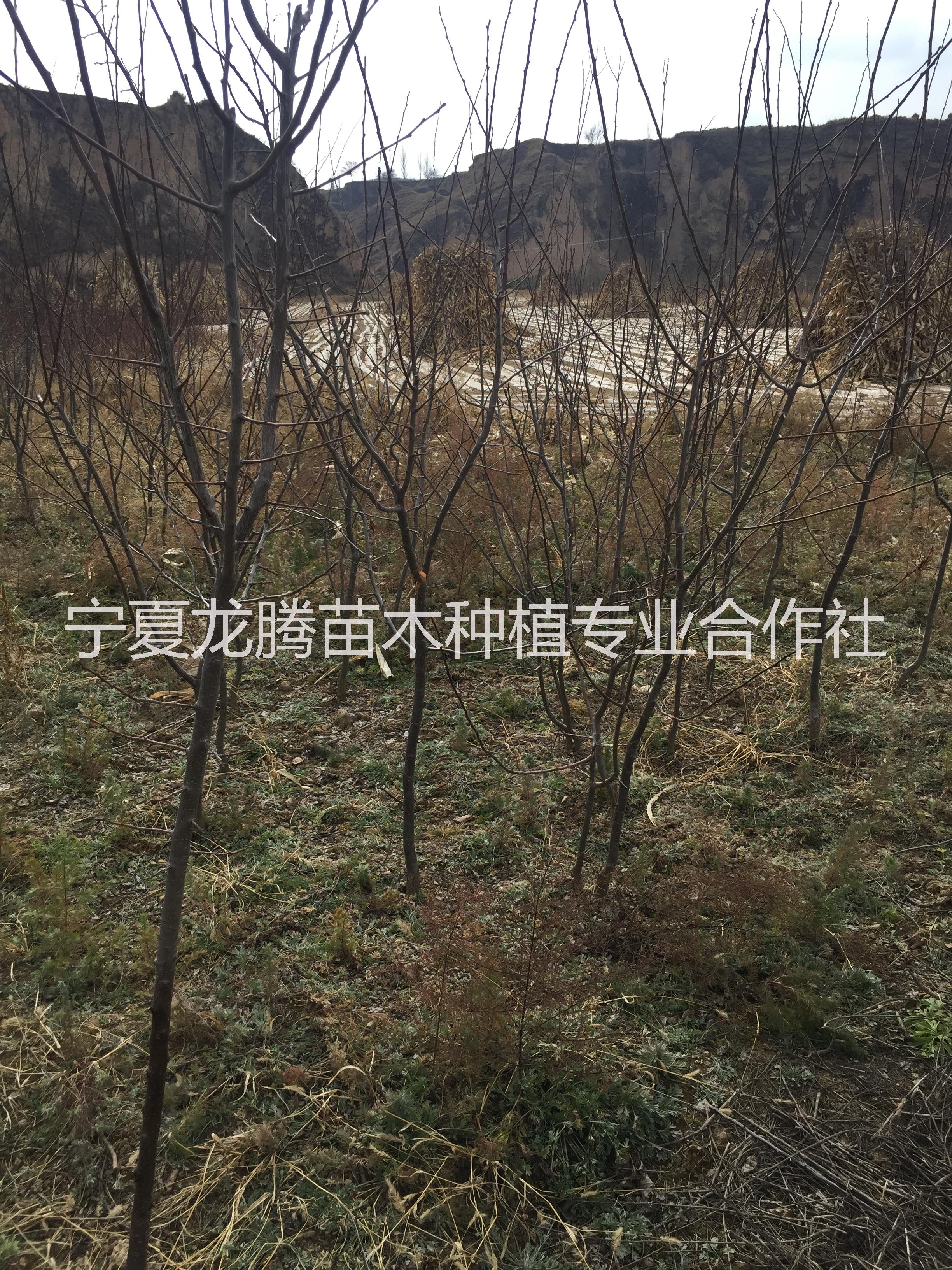 紅梅杏樹苗圖片/紅梅杏樹苗樣板圖 (4)