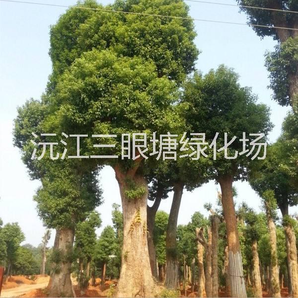 湖南香樟樹種植基地|湖南香樟樹報價|湖南香樟樹批發(fā)價格