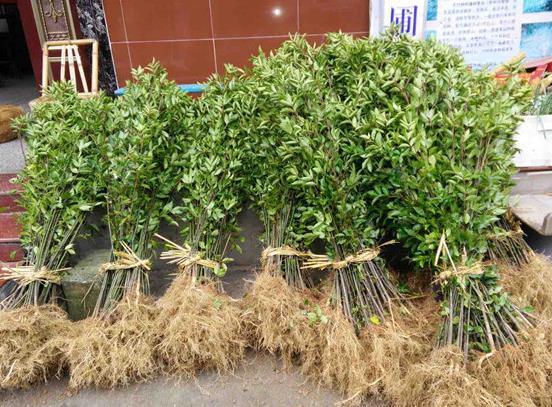 邵武*椿苗的作用及用途 野鴉椿