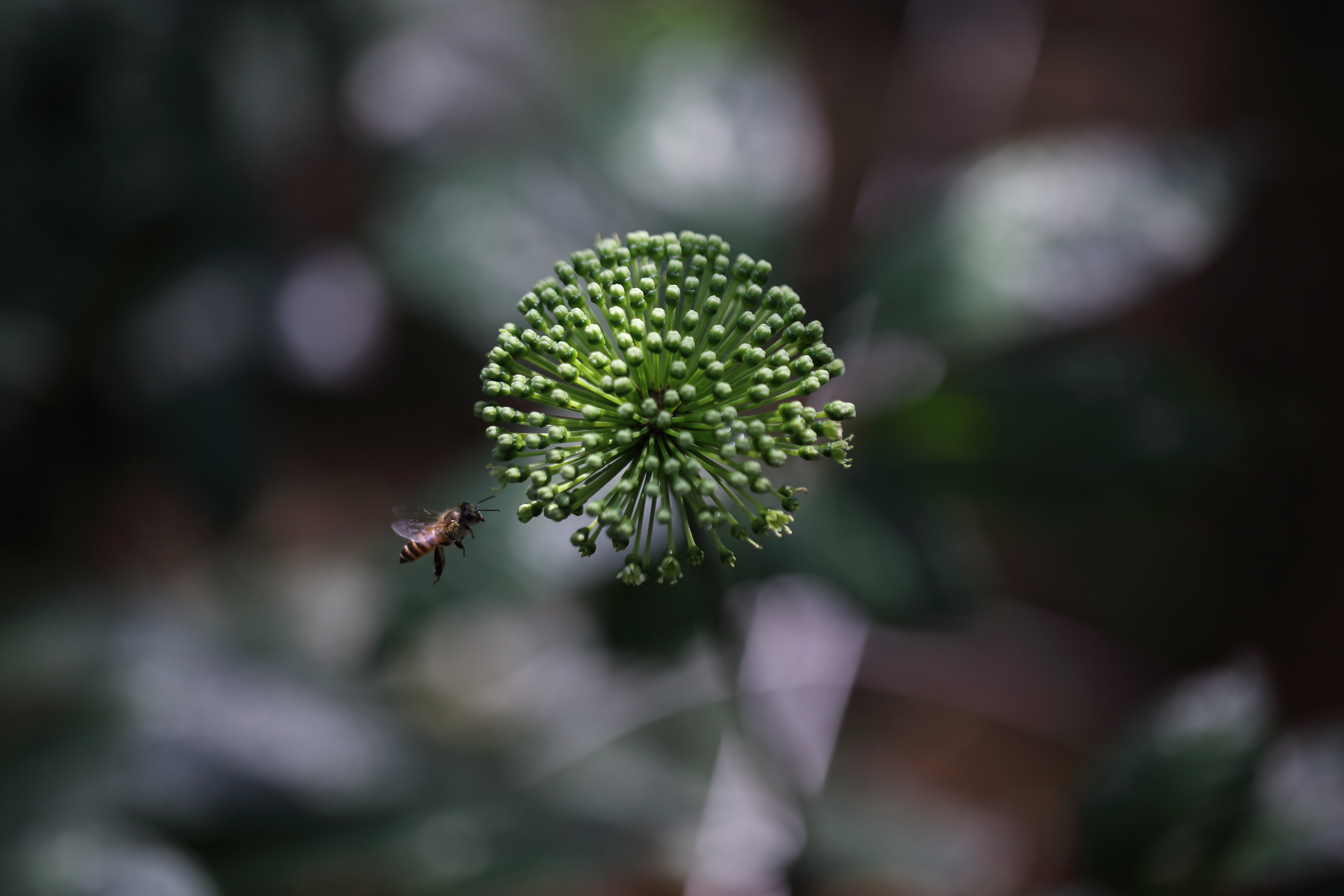 沈陽三七哪家好圖片