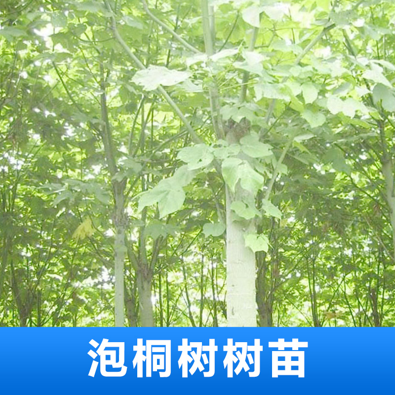 泡桐樹苗圖片/泡桐樹苗樣板圖 (1)