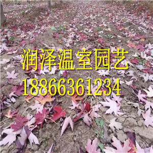 大果櫟加拿大唐棣圖片/大果櫟加拿大唐棣樣板圖 (3)