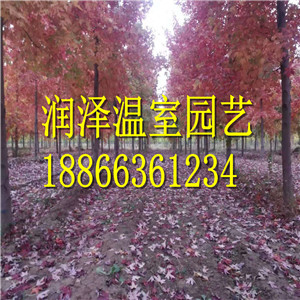 大果櫟加拿大唐棣圖片/大果櫟加拿大唐棣樣板圖 (1)