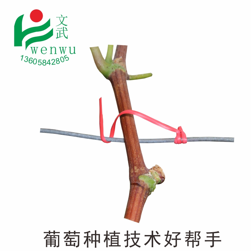 葡萄園林扎絲包郵扁 綁線扎線 扎圖片/葡萄園林扎絲包郵扁 綁線扎線 扎樣板圖 (1)