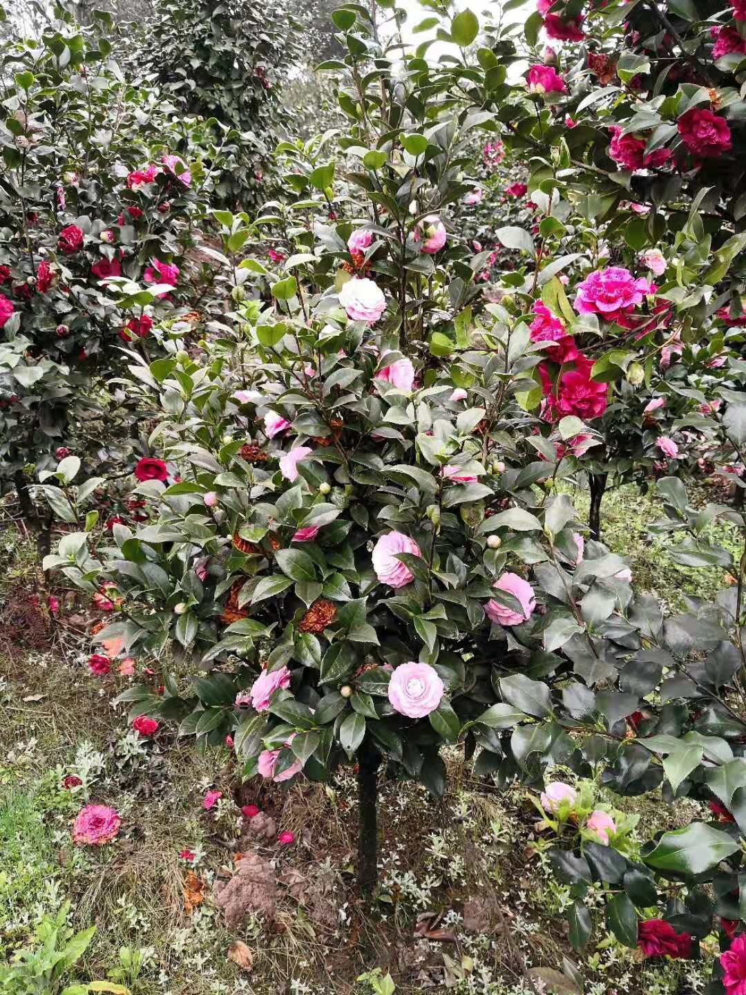 福建漳州茶花种植基地-福建漳州茶花批发报价-福建漳州茶花基地批发价格图片