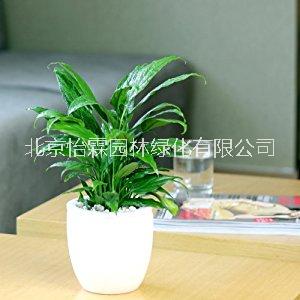 北京綠植圖片/北京綠植樣板圖 (4)