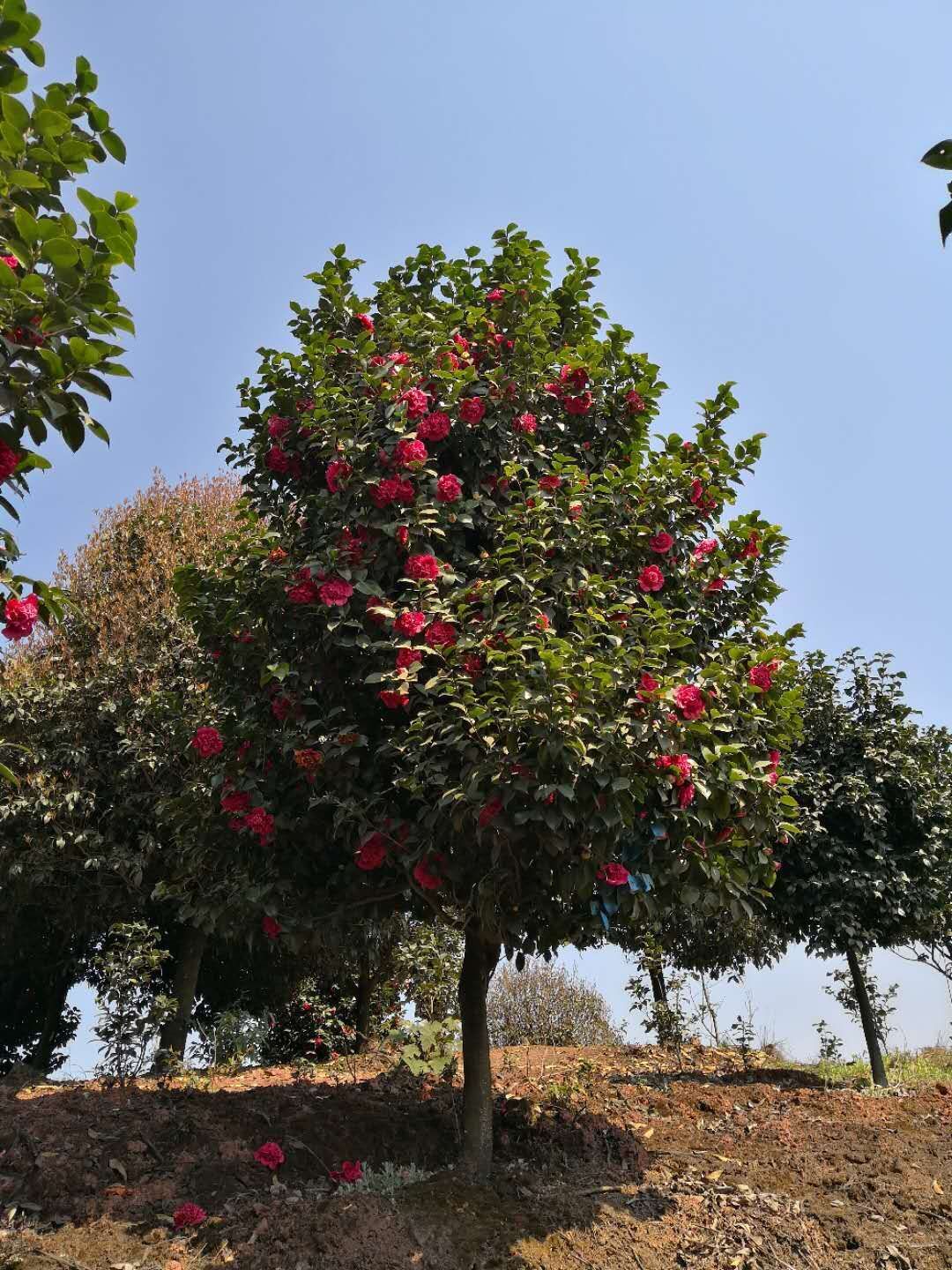 四川成都恨天高茶花种植基地价格-四川成都恨天高茶花厂家图片