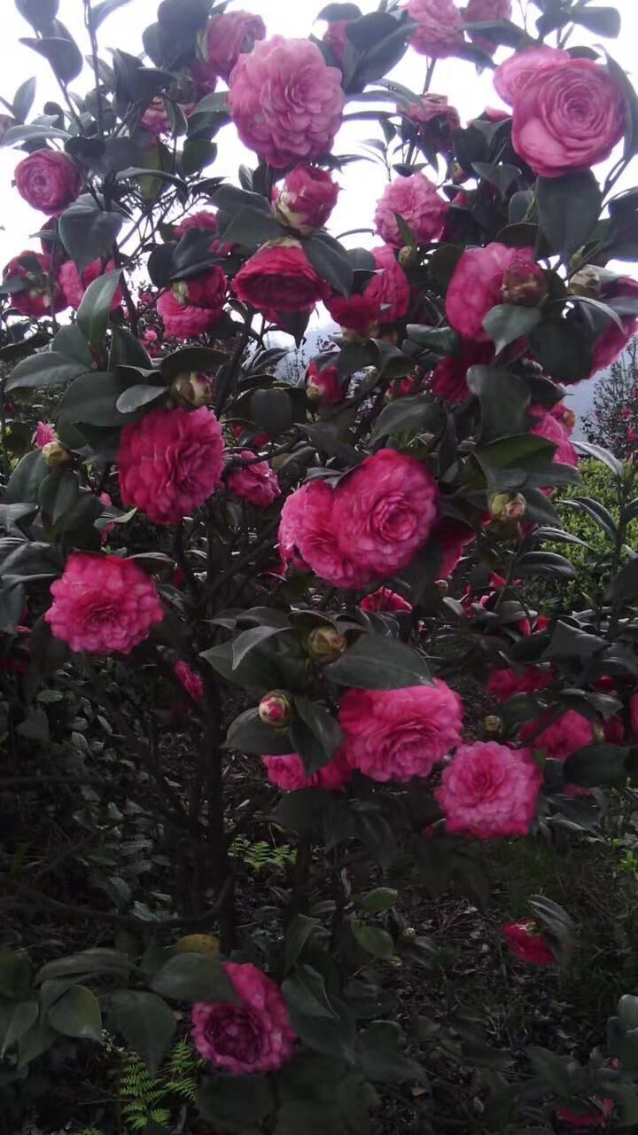 四川宜賓高縣紅牡丹茶花種植基地-四川宜賓高縣茶花批發(fā)價格