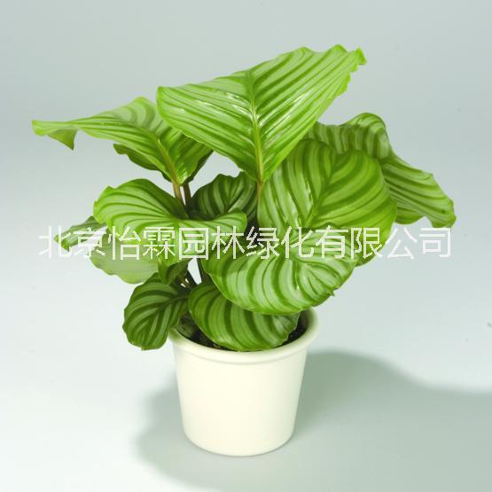 花卉出租北京花卉出租公司 花卉出租北京花卉租擺公司