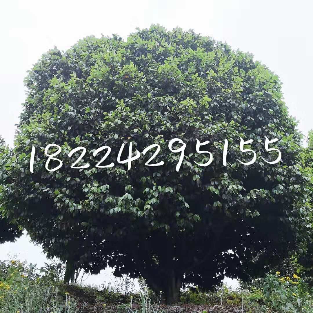 四川宜賓茶花種植基地圖片