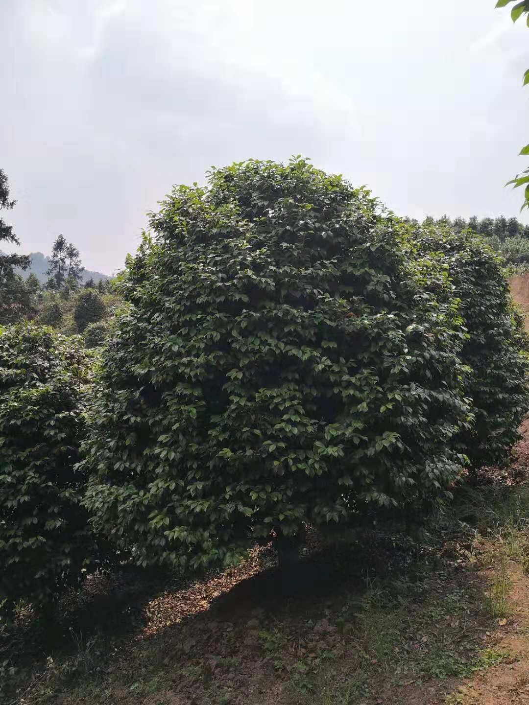 茶花基地圖片/茶花基地樣板圖 (2)