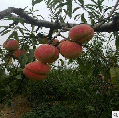 桃樹苗圖片/桃樹苗樣板圖 (3)