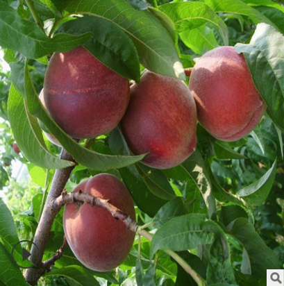 紅桃樹苗價格圖片