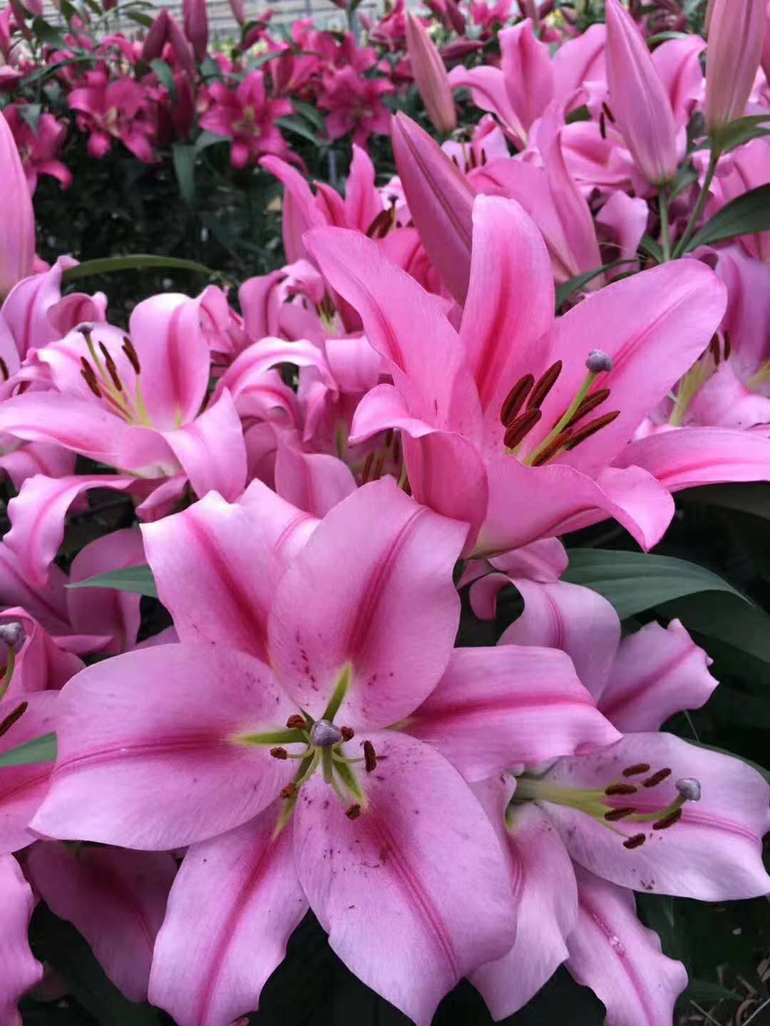 百合花種子圖片/百合花種子樣板圖 (3)