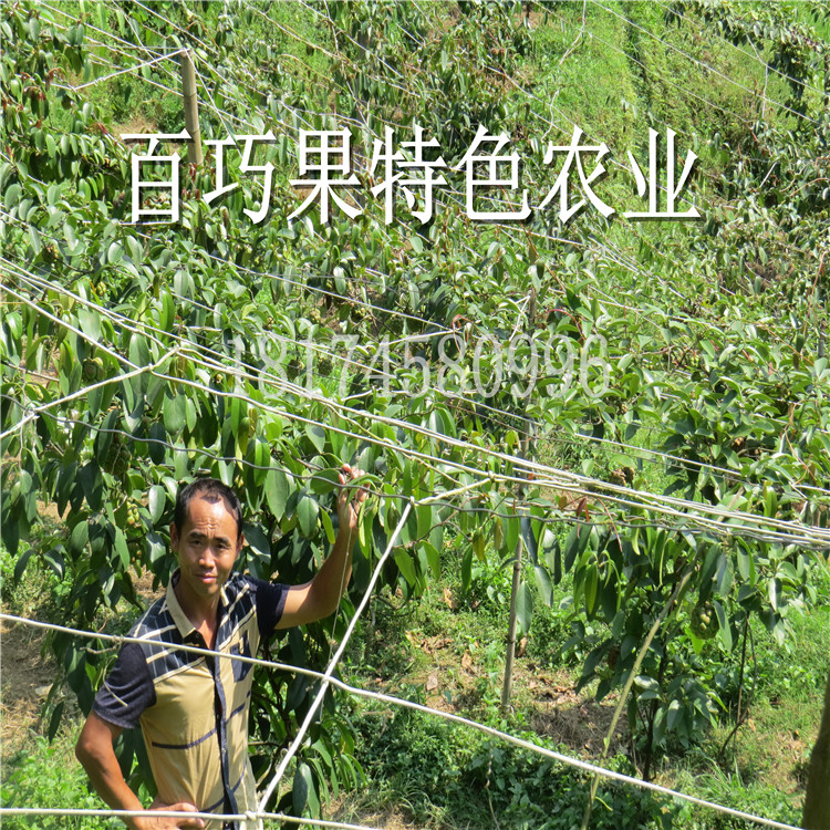 菠蘿葡萄圖片/菠蘿葡萄樣板圖 (4)