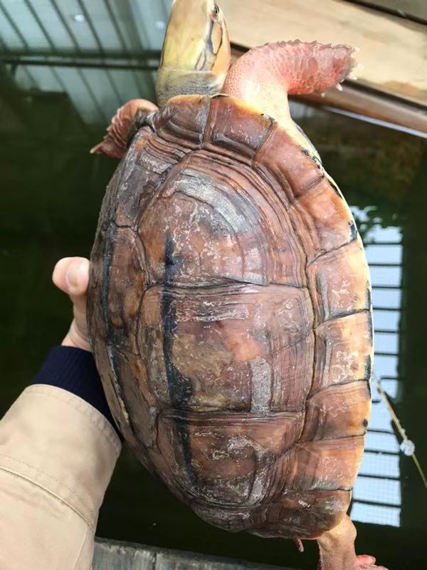 金錢龜圖片/金錢龜樣板圖 (2)