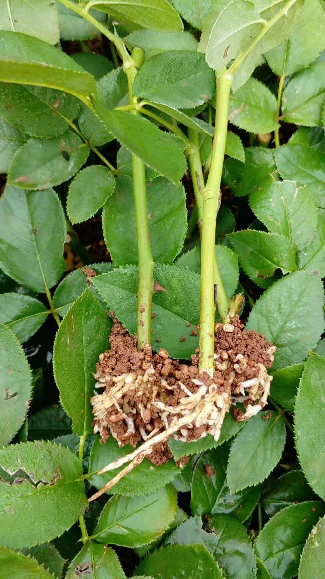 苗木種植基地圖片/苗木種植基地樣板圖 (2)