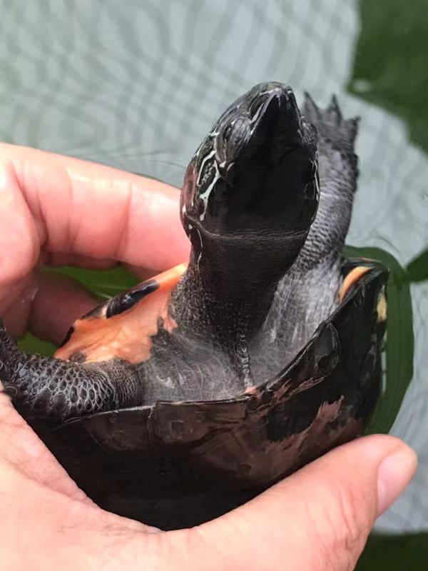 雜海南黑頸公 海南黑頸公圖片