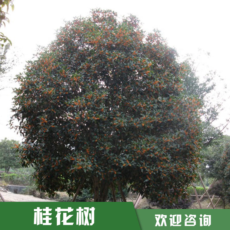 桂花樹圖片/桂花樹樣板圖 (1)