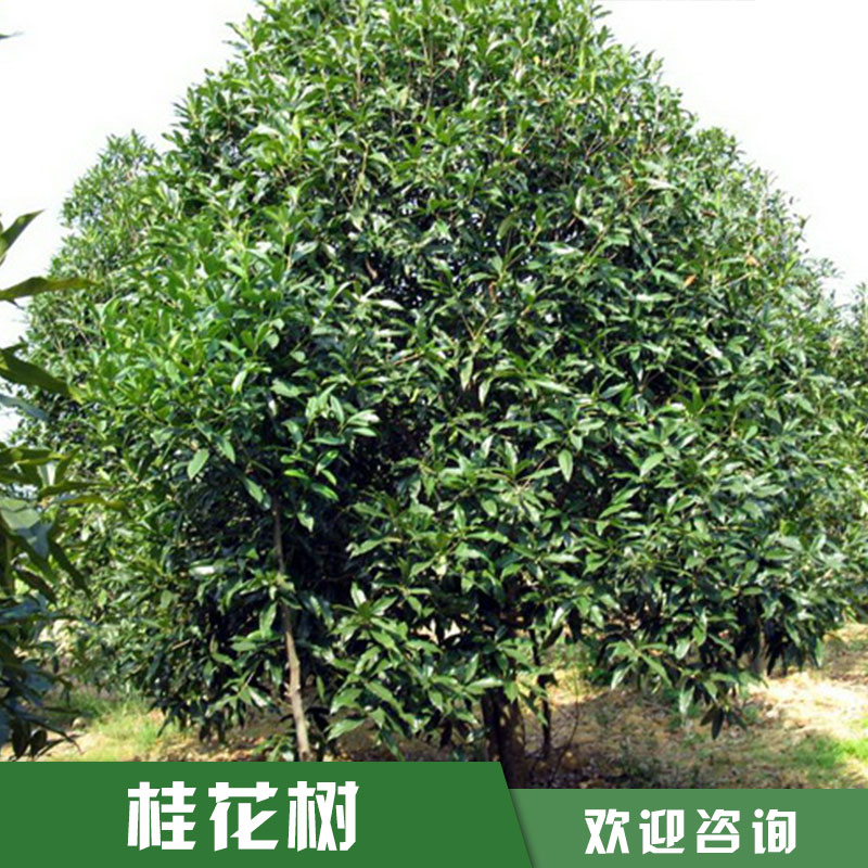 桂花樹圖片/桂花樹樣板圖 (4)