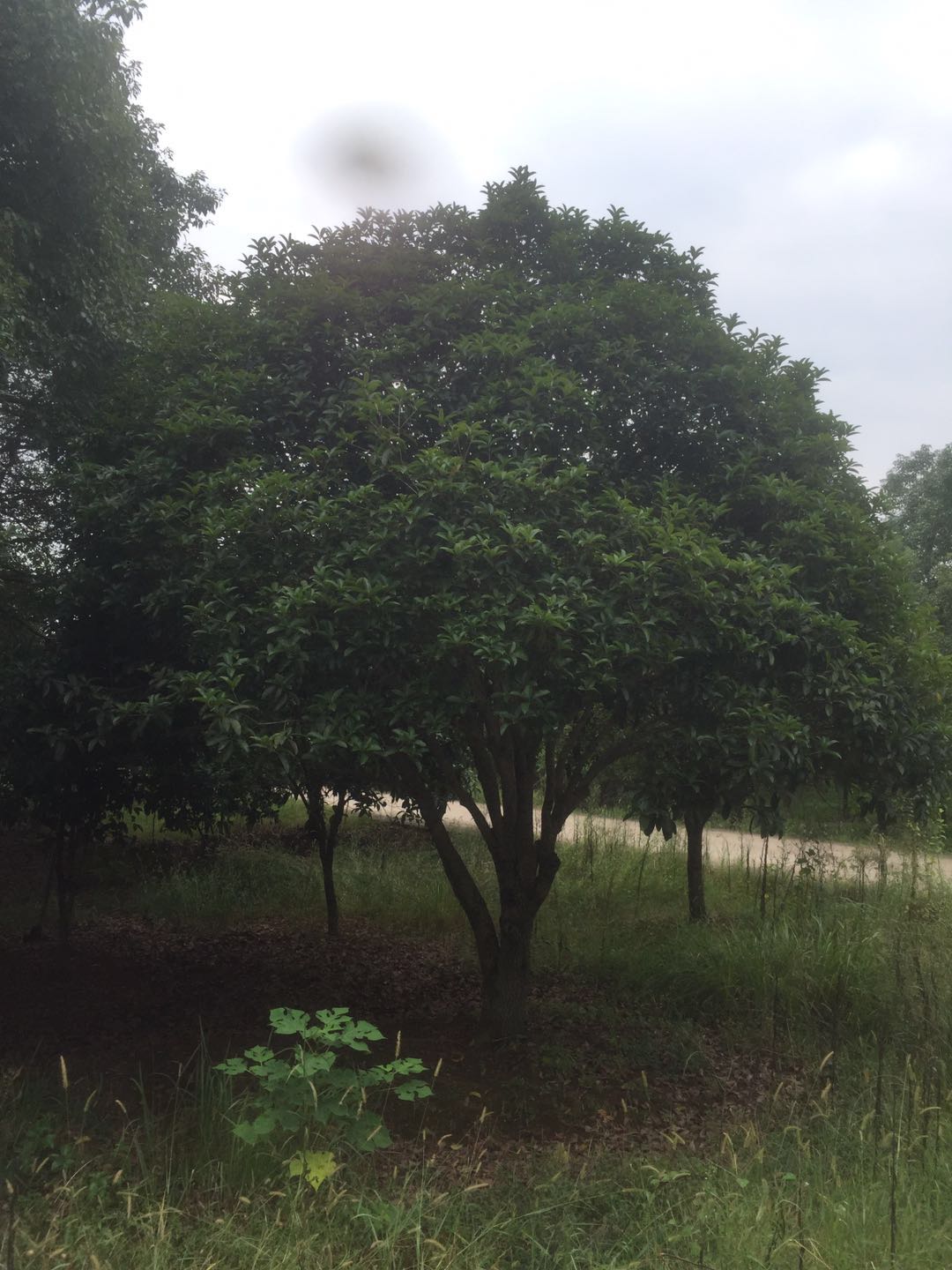 湖南丛生桂花种植基地湖南丛生桂花种植基地多少钱哪里有报价供应