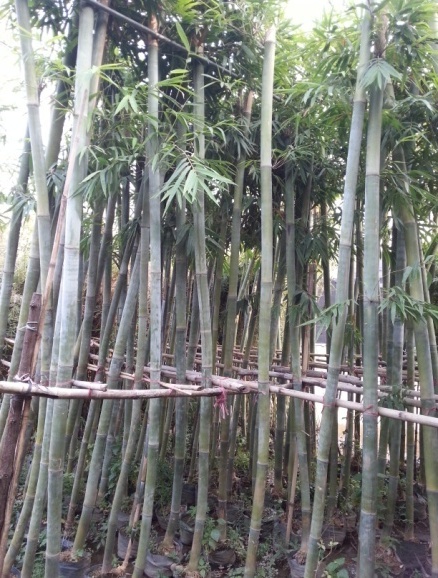 粉單竹圖片/粉單竹樣板圖 (3)
