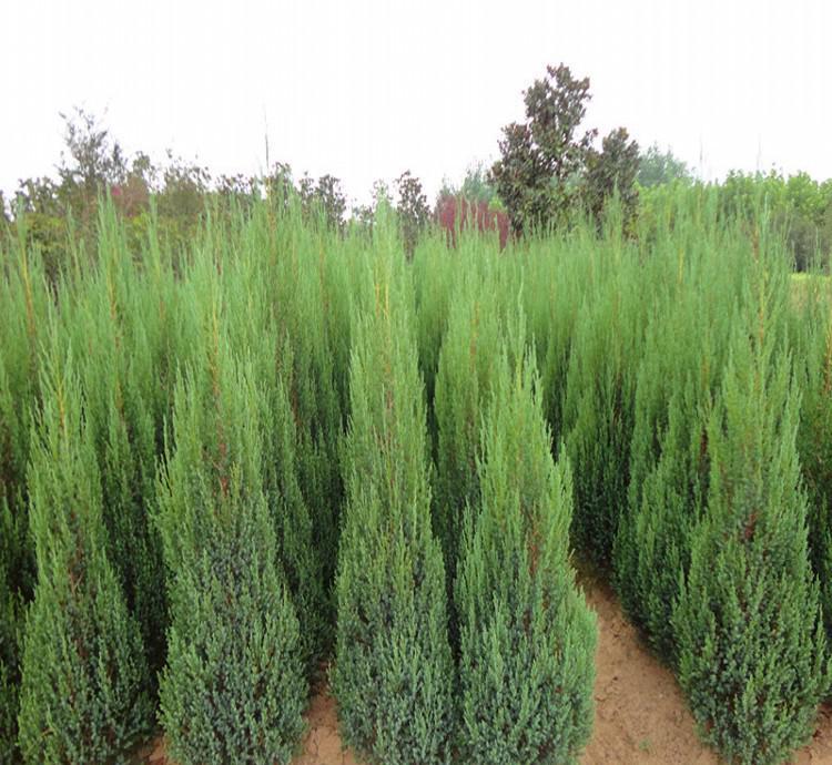 刺柏圖片/刺柏樣板圖 (3)