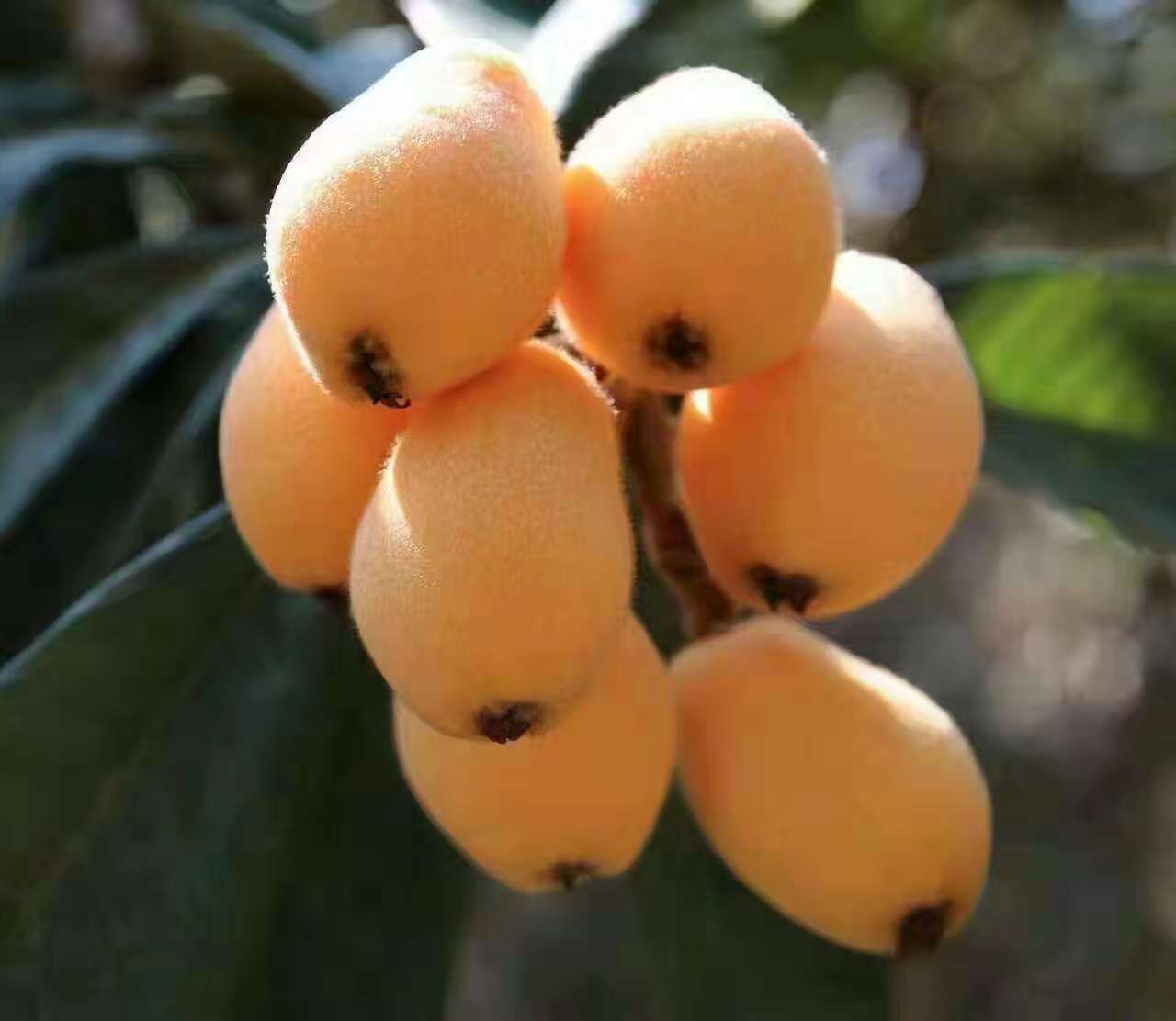 浙江琵琶苗木圖片/浙江琵琶苗木樣板圖 (2)