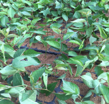 蘋果苗價(jià)格圖片/蘋果苗價(jià)格樣板圖 (3)