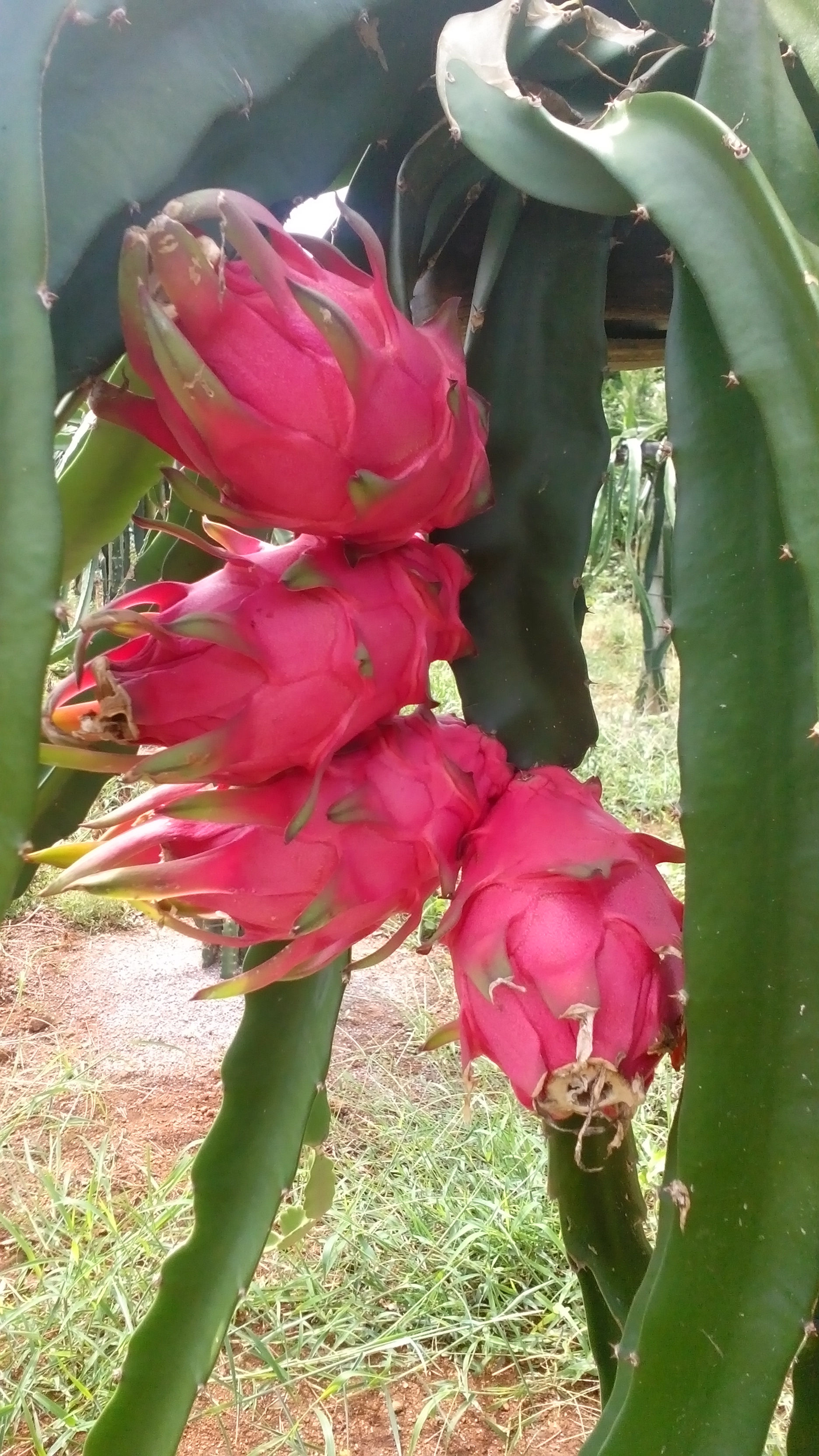 紅心火龍果苗圖片/紅心火龍果苗樣板圖 (3)