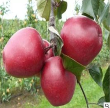 紅肉蘋果苗圖片/紅肉蘋果苗樣板圖 (4)