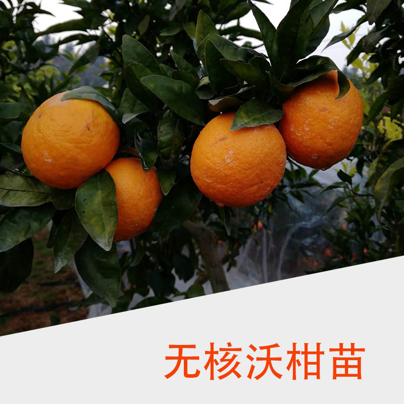 無核沃柑苗圖片/無核沃柑苗樣板圖 (1)