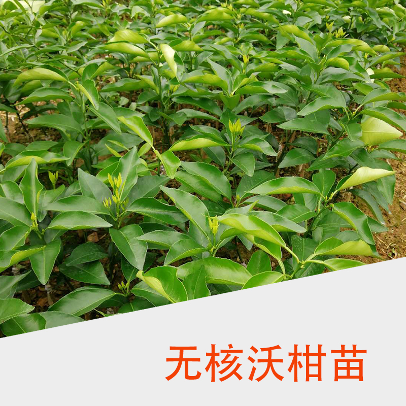 無核沃柑苗圖片/無核沃柑苗樣板圖 (3)