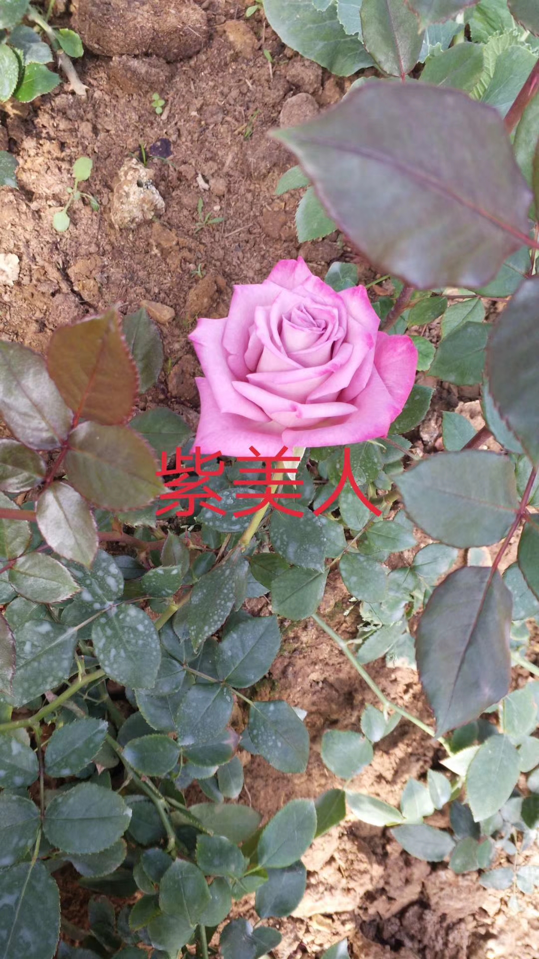 月季花圖片/月季花樣板圖 (1)