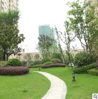 草坪綠化圖片/草坪綠化樣板圖 (3)