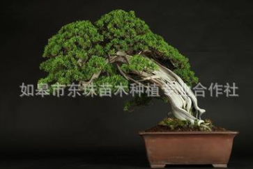 真柏盆景圖片/真柏盆景樣板圖 (2)