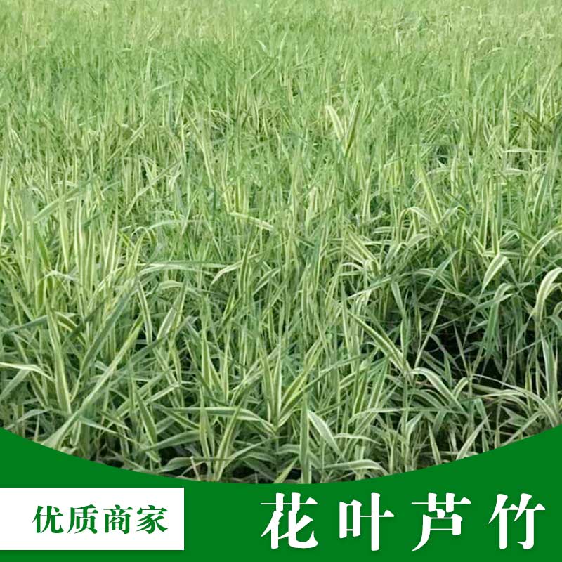 貴州哪里賣水生植物圖片/貴州哪里賣水生植物樣板圖 (3)