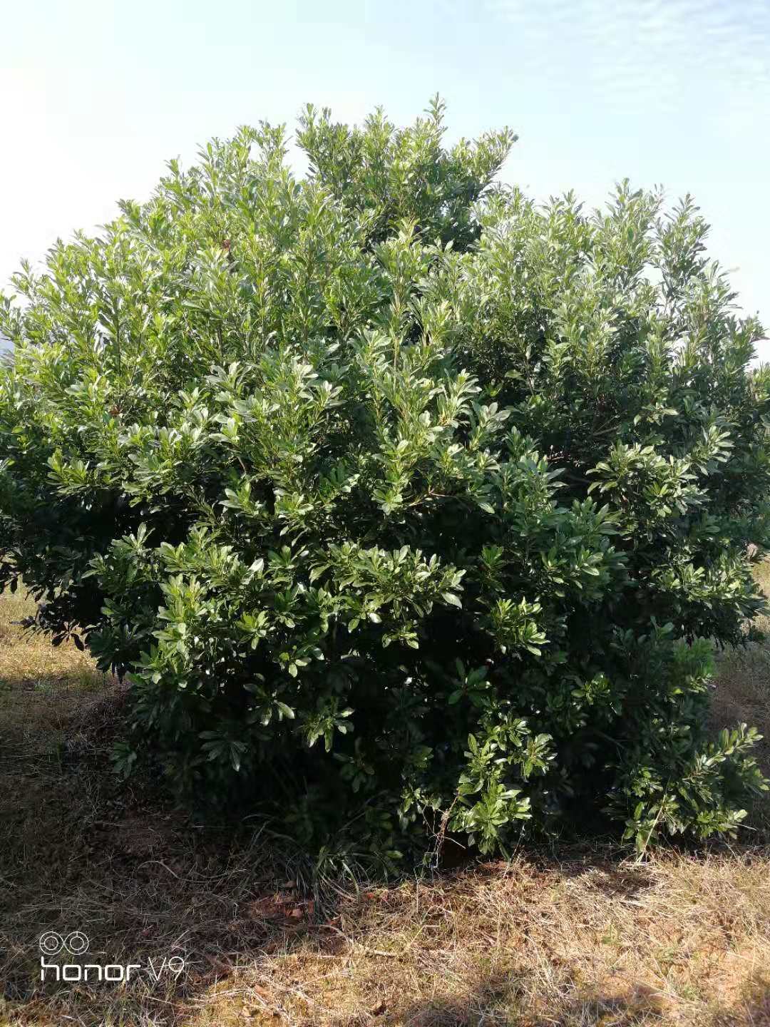 楊梅圖片/楊梅樣板圖 (3)