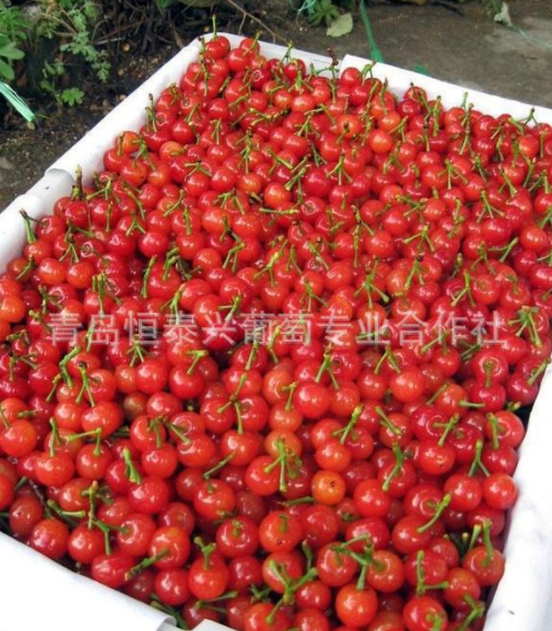 早紅寶石大櫻桃苗、櫻桃苗、優(yōu)質櫻桃苗