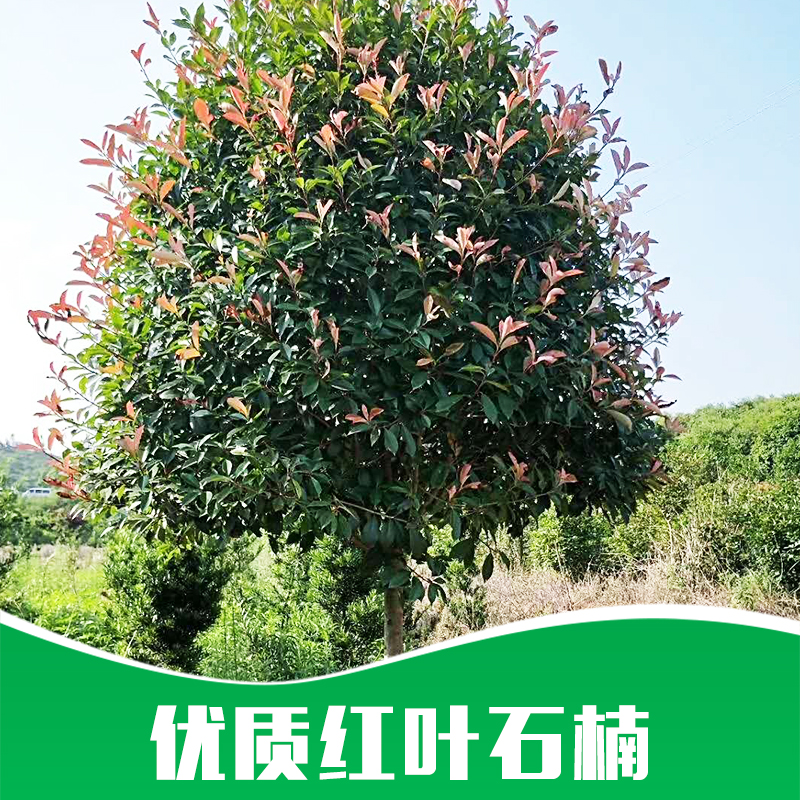 紅葉石楠圖片/紅葉石楠樣板圖 (3)