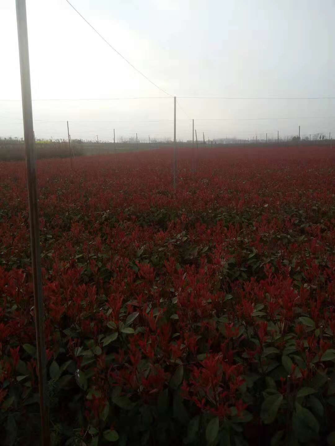 紅葉石楠小苗圖片/紅葉石楠小苗樣板圖 (3)